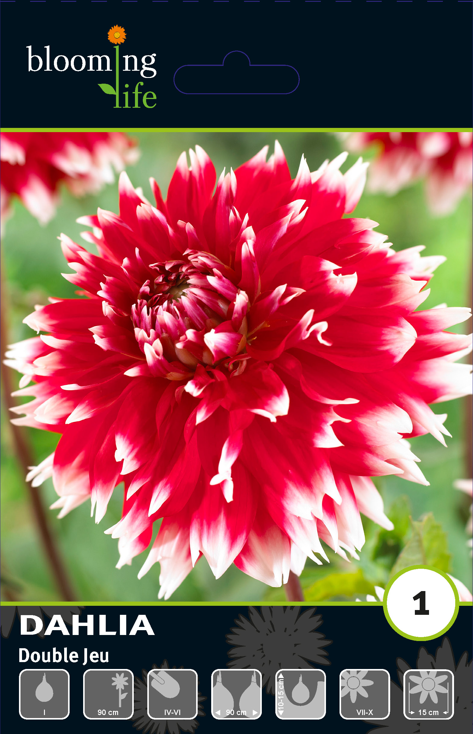 Георгина фимбриата Дабл Жу